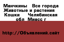 Манчкины - Все города Животные и растения » Кошки   . Челябинская обл.,Миасс г.